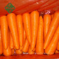 carrot export from china farm natural fresh carrot